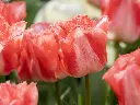 Tulipa-Lingerie (ibulb 250836).webp