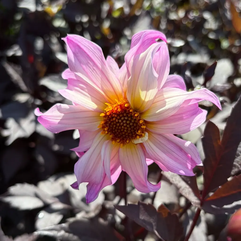 Dahlia-Bohemian-Princess (Ashley).webp