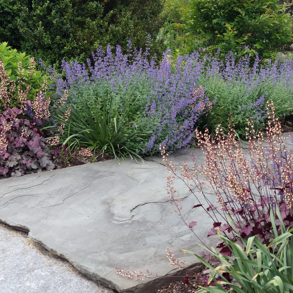 Nepeta Walker's Low 4VK AdobeStock_769102801.webp