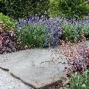 Nepeta Walker's Low 4VK AdobeStock_769102801.webp