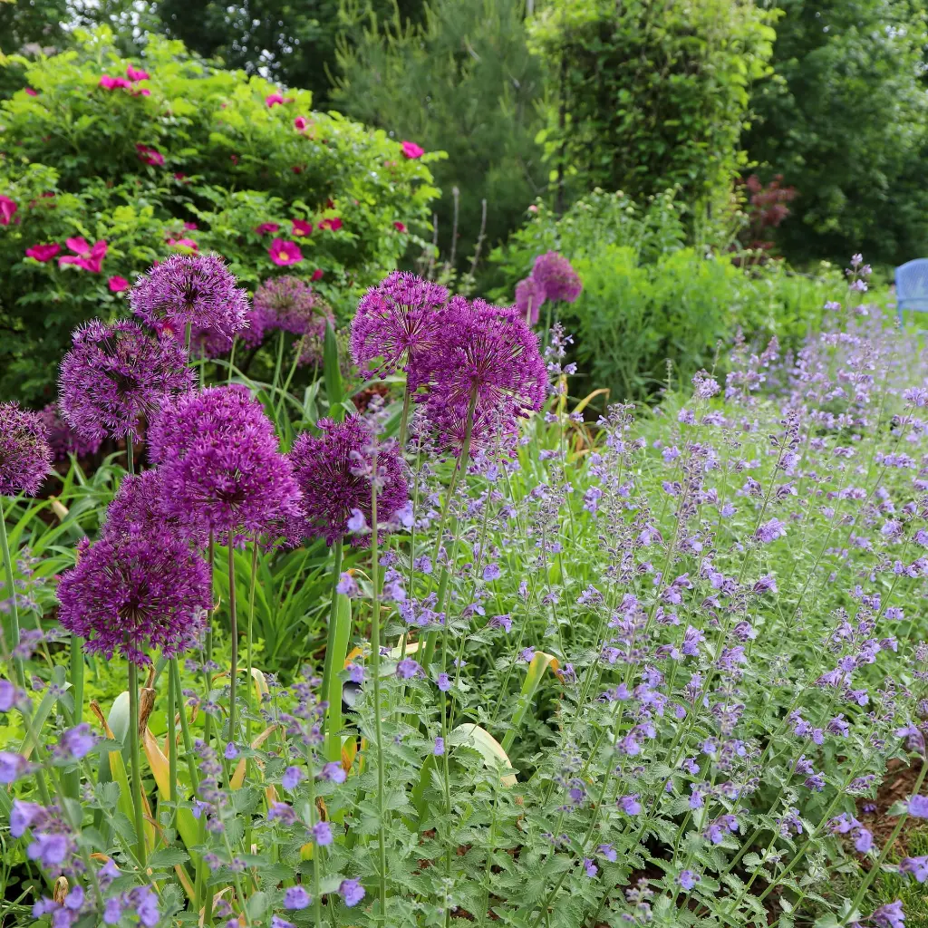 Nepeta Walker's Low 2VK AdobeStock_306947332.webp