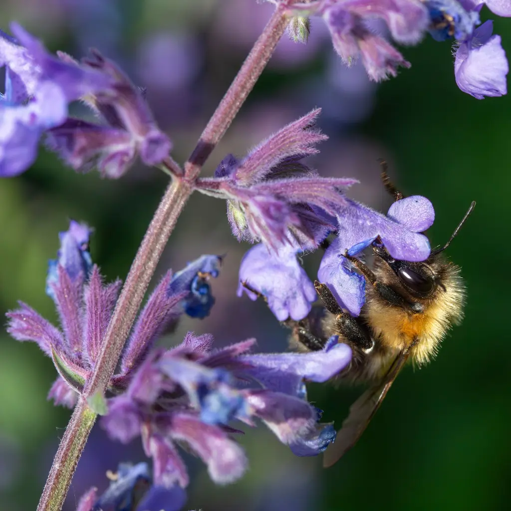 Nepeta Walker's Low 1VK AdobeStock_1176021482.webp