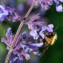 Nepeta Walker's Low 1VK AdobeStock_1176021482.webp