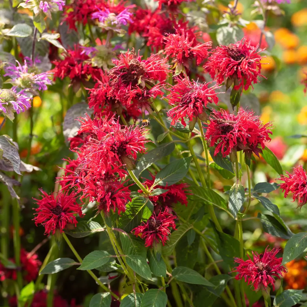 Monarda Mahogany 1VK AdobeStock_674872589.webp
