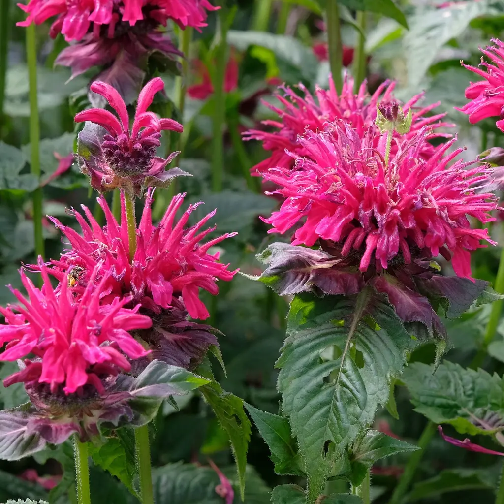 Monarda Mahogany 4VK AdobeStock_2112148299.webp