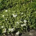 Phlox sub. White Delight 4VK AdobeStock_306500345.webp