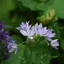 Allium-unifolium-DSC09986.webp