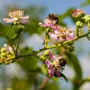 Braamstruik Navaho_VK_AdobeStock_720032734.webp