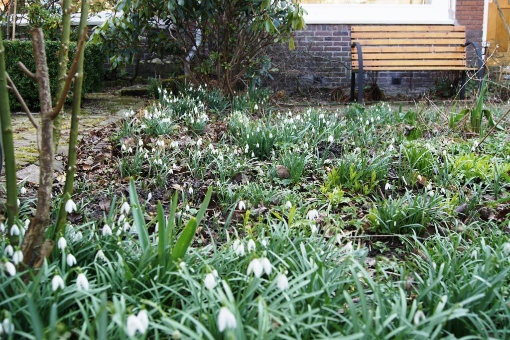 Sneeuwklokjes (Galanthus elwesii) BIO