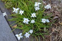 Spring Star Mix - BIO