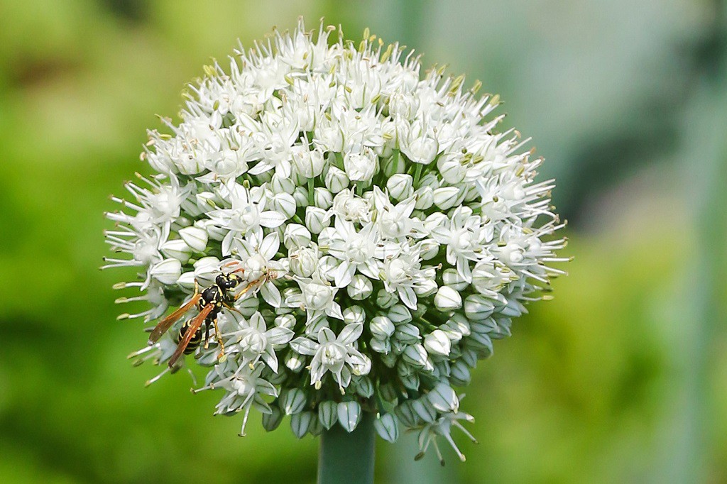 Allium Mount Everest - BIO 