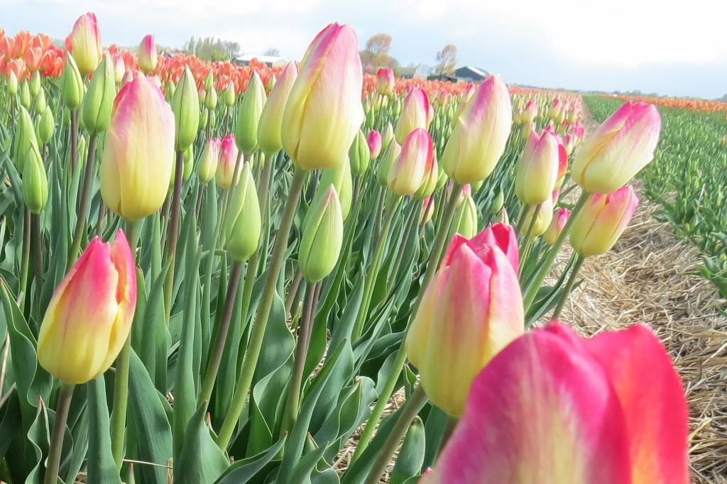 Tulipa Swiss Dream - BIO