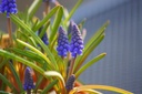 Blauwe druifjes op pot - BIO