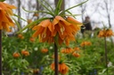 Fritillaria imp. William Rex - BIO