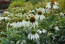 Echinacea purpurea alba - BIO