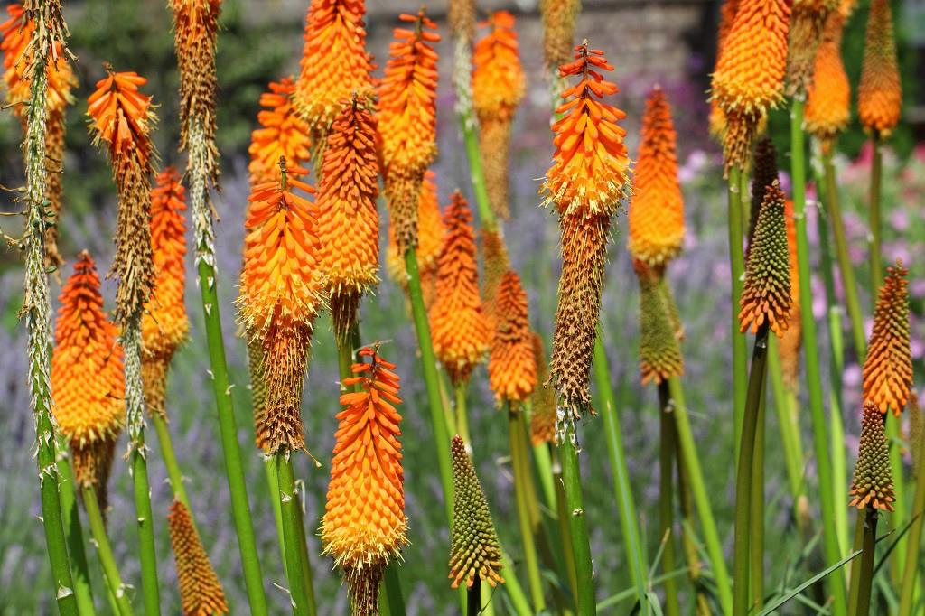 Kniphofia uvaria - BIO