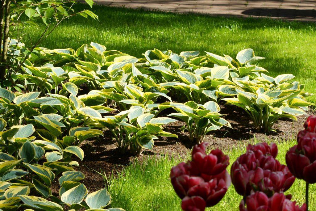 Hosta 'Wide Brim' - BIO