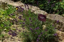 Lavandula Hidcote - BIO