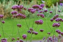 Verbena bonariensis - BIO