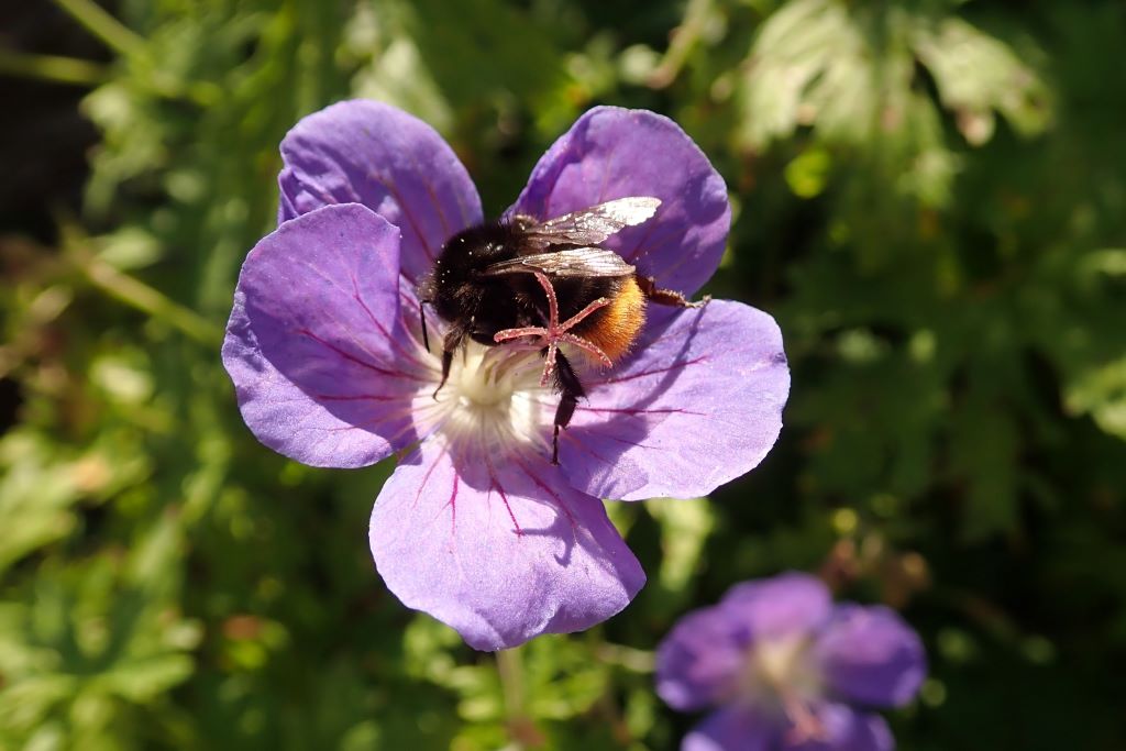 Geranium 'Johnsons Blue' - BIO