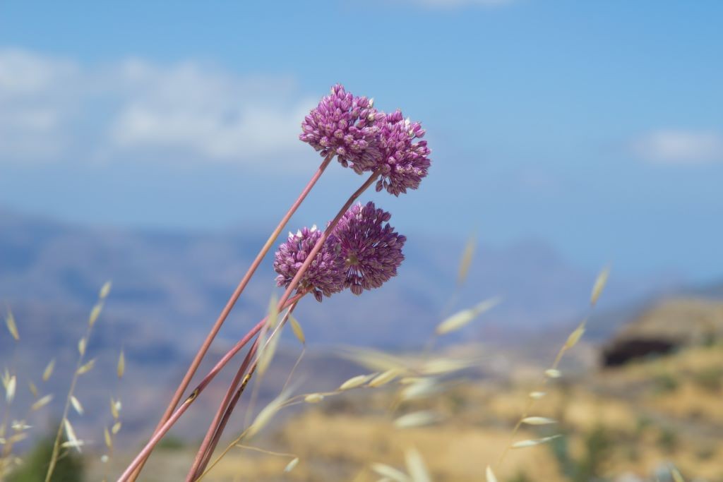 Allium Ping Pong - BIO