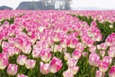 Tulipa First Class - BIO