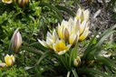 Tulipa Tarda - BIO