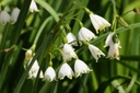 Leucojum Gravetye Giant (zomerklokje) - BIO