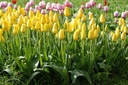 Tulipa Muscadet - BIO