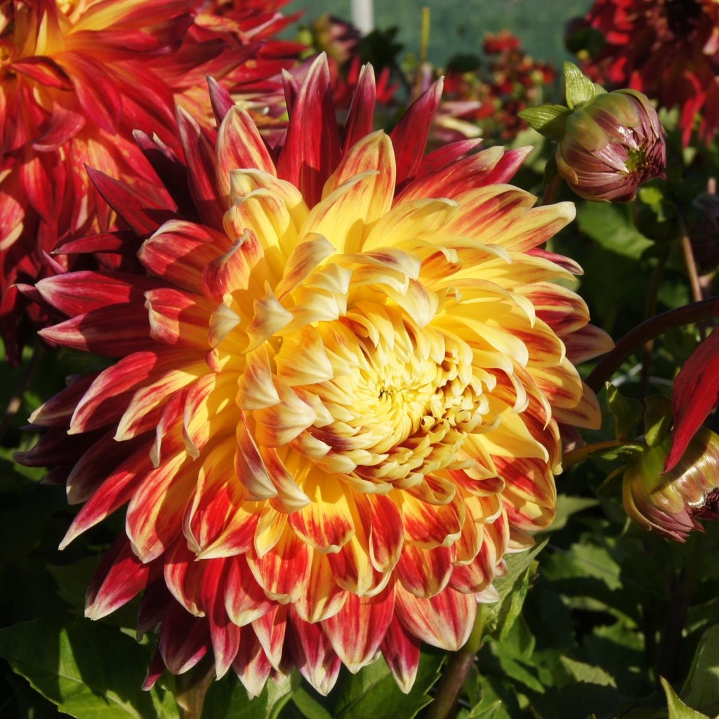 Dahlia Manhattan Island - BIO