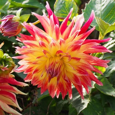 Dahlia Manhattan Island - ORG