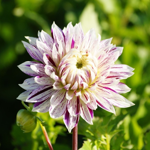 [B1004-1] Dahlia Avignon - BIO (1 bulb)