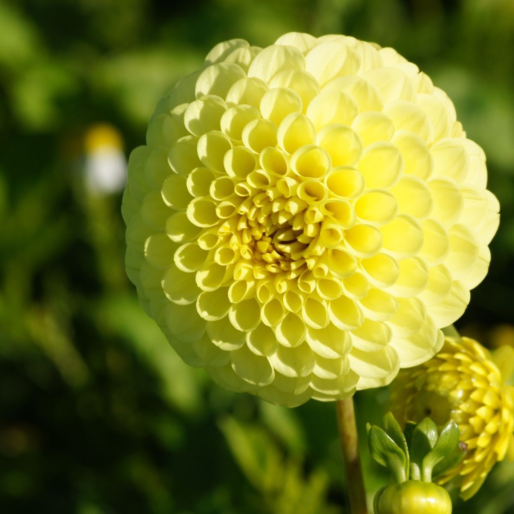 Dahlia Golden Torch - BIO