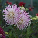 Dahlia Kiev - BIO