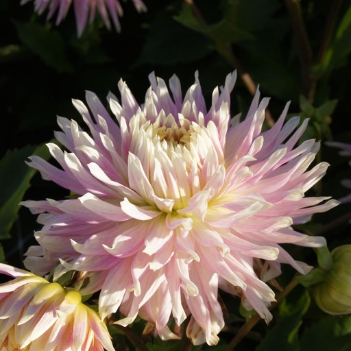 [B1010-1] Dahlia Kiev - BIO (1 bulb)