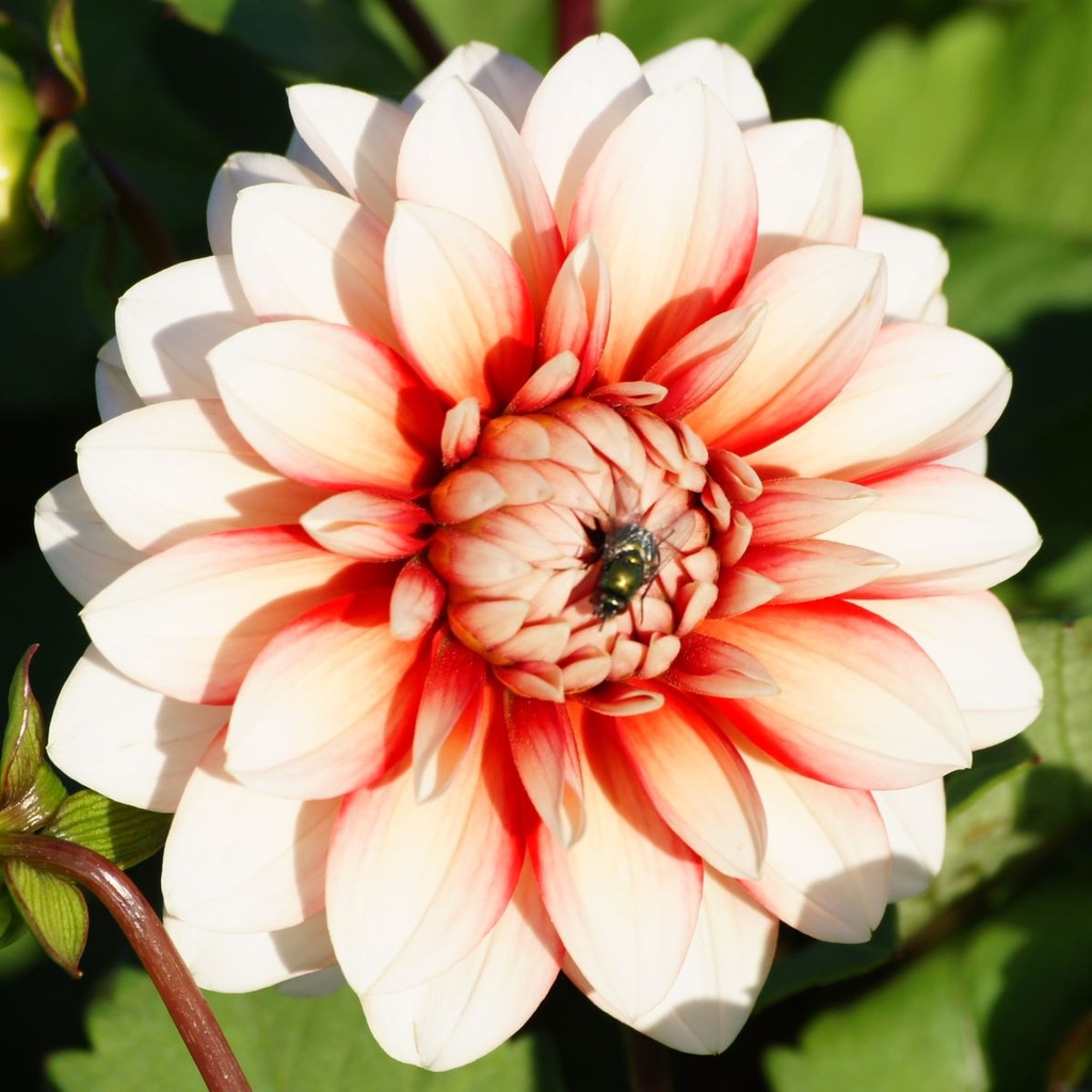 Dahlia Larrys Love - BIO