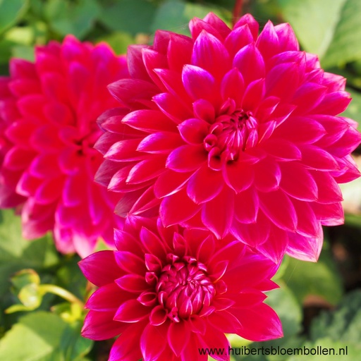 [B1013-1] Dahlia Menorca - BIO (1 bulb)