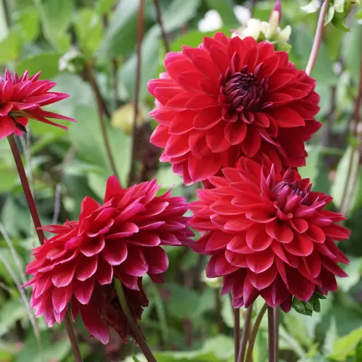 [B1013-1] Dahlia Menorca - BIO (1 bulb)
