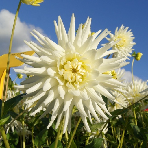 [B1014-1] Dahlia My Love - BIO (1 bulb)