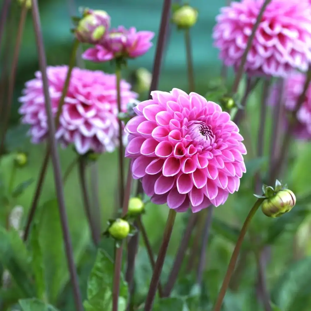 Dahlia Sandra - BIO
