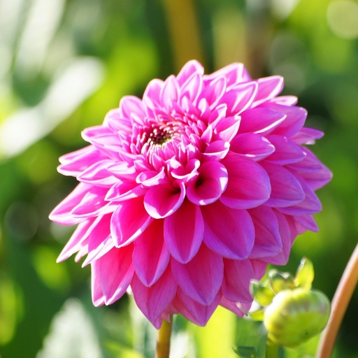 [B1016-1] Dahlia Sandra - BIO (1 lökar)