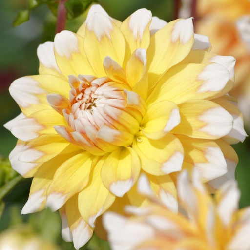 [B1017-1] Dahlia Seattle - BIO (1 bulb)