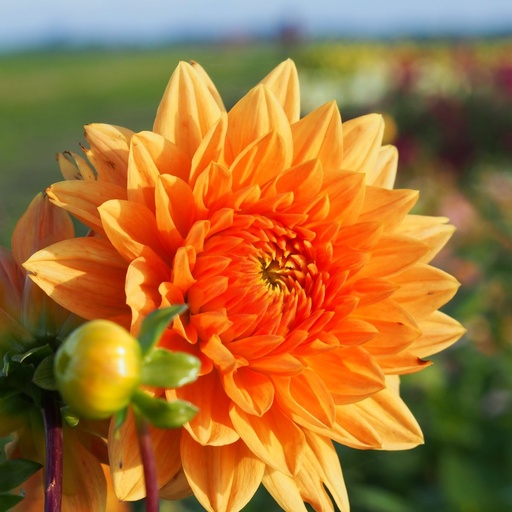 [B1018-1] Dahlia Summer Flame - BIO (1 lökar)