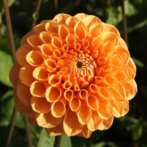 [B1019-1] Dahlia Sylvia - BIO (1 Zwiebel)