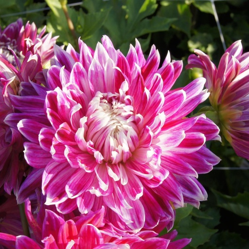 [B1020-1] Dahlia Vancouver - BIO (1 bulb)