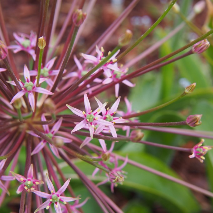 Allium Schubertii - ORG