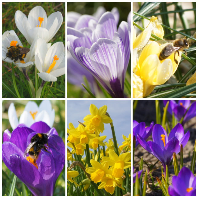 Banquet pour abeilles Apéritif royal - BIO