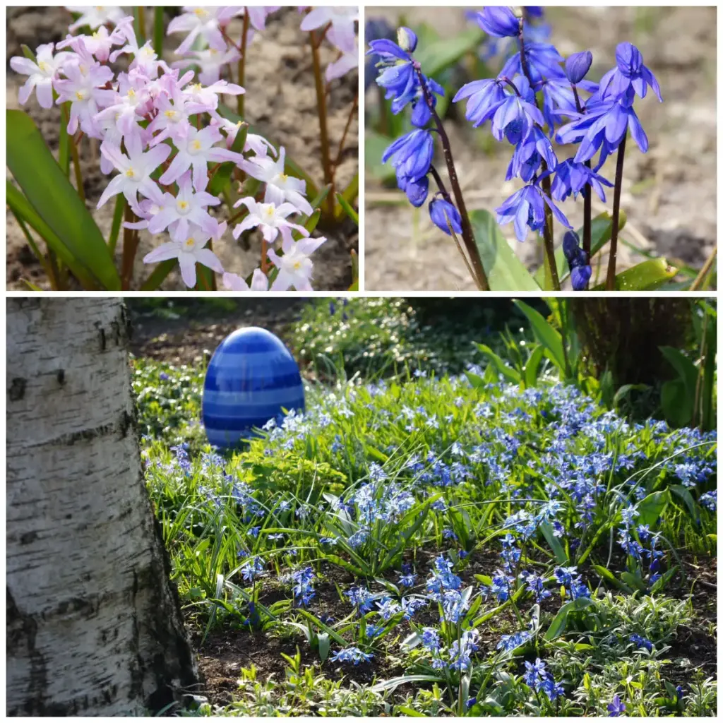 Banquet pour abeilles Ciel étoilé - BIO
