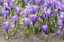 Crocus Grand Maitre - BIO