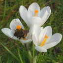 Crocus vernus Jeanne d´Arc - BIO